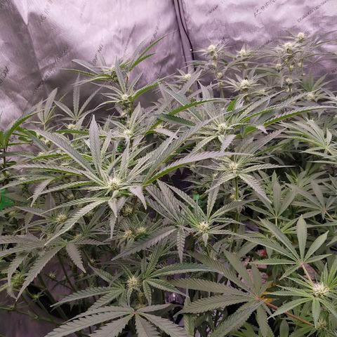 Trichome Orchards growlog timeline photo