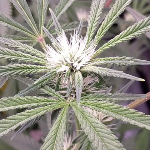 Trichome Orchards growlog timeline photo