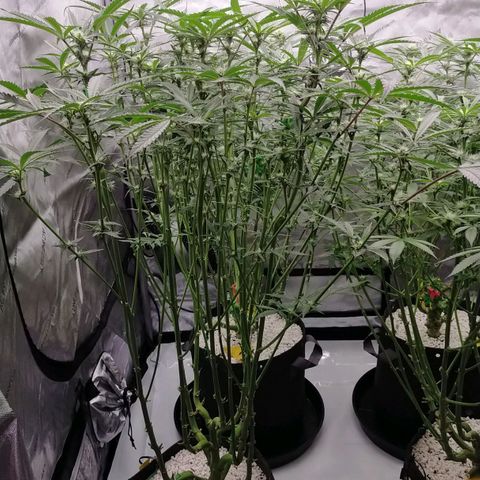 Trichome Orchards growlog timeline photo