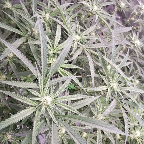 Trichome Orchards growlog timeline photo