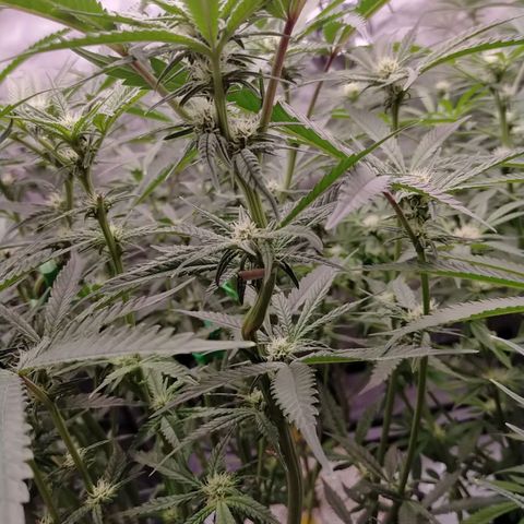 Trichome Orchards growlog timeline photo
