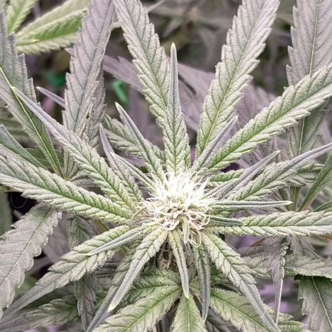 Trichome Orchards growlog timeline photo