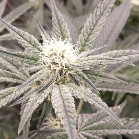Trichome Orchards growlog timeline photo