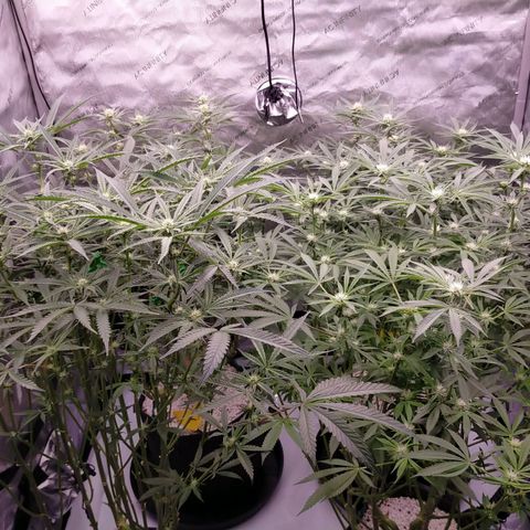 Trichome Orchards growlog timeline photo