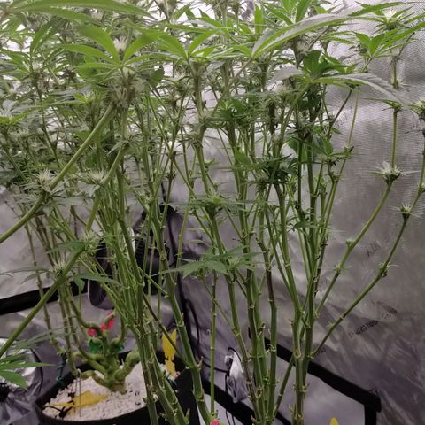Trichome Orchards growlog timeline photo