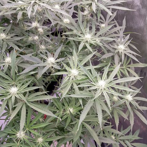 Trichome Orchards growlog timeline photo