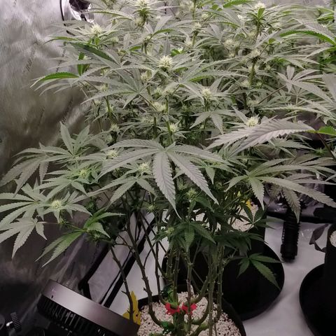 Trichome Orchards growlog timeline photo
