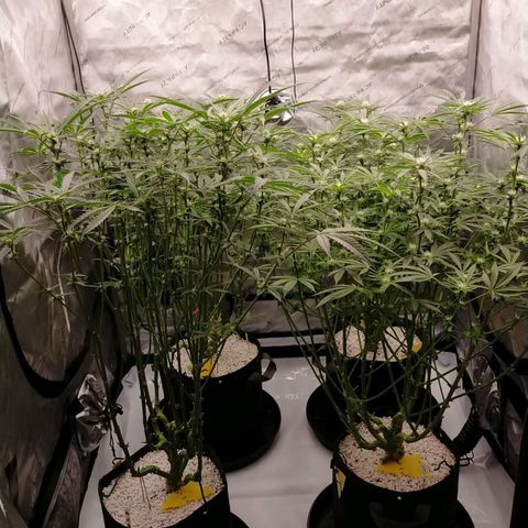 Trichome Orchards growlog timeline photo