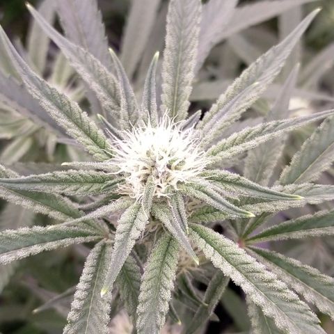 Trichome Orchards growlog timeline photo