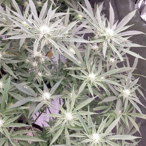 Trichome Orchards growlog timeline photo