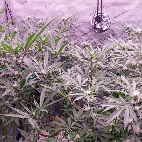 Trichome Orchards growlog timeline photo