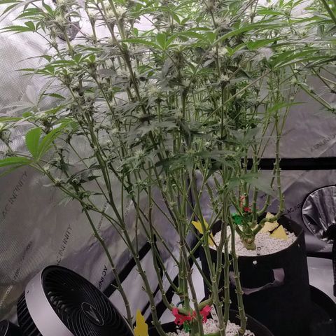 Trichome Orchards growlog timeline photo
