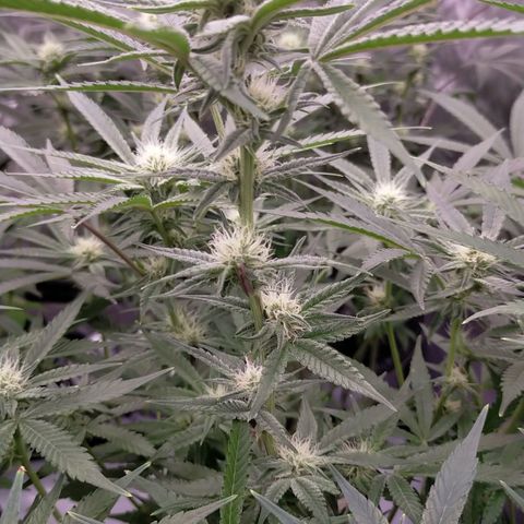 Trichome Orchards growlog timeline photo