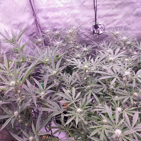 Trichome Orchards growlog timeline photo