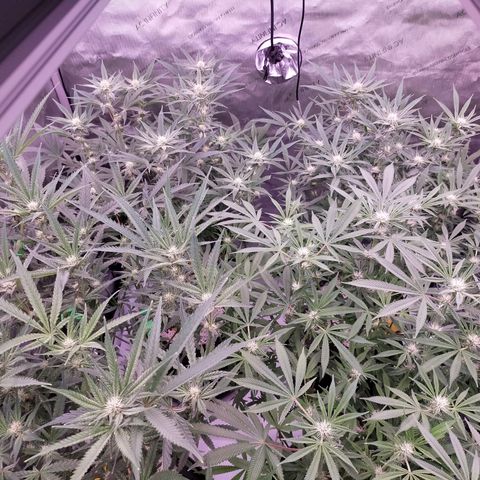 Trichome Orchards growlog timeline photo