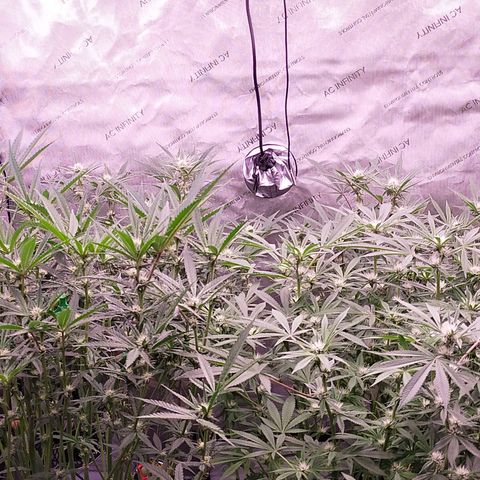 Trichome Orchards growlog timeline photo