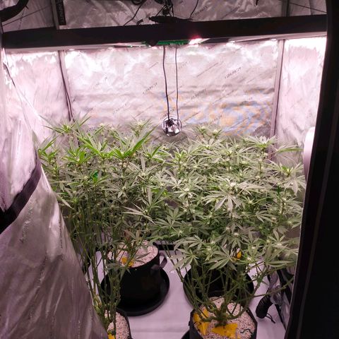 Trichome Orchards growlog timeline photo