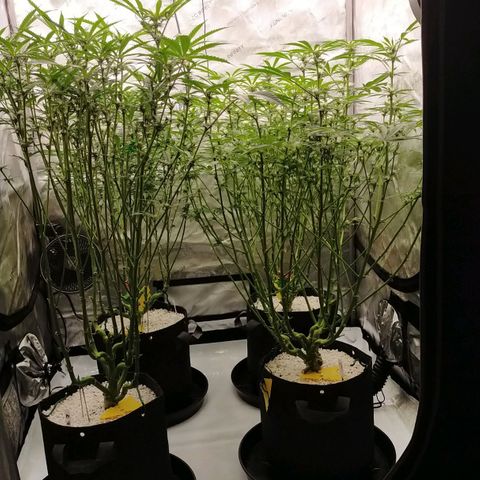 Trichome Orchards growlog timeline photo