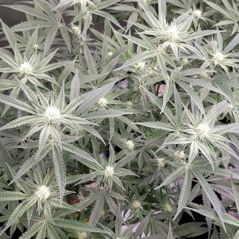 Trichome Orchards growlog timeline photo