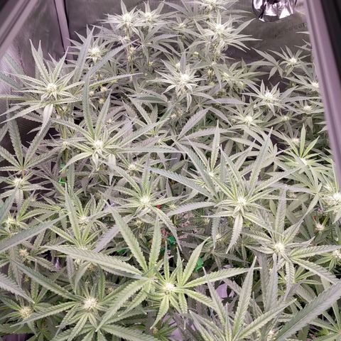 Trichome Orchards growlog timeline photo