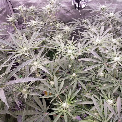 Trichome Orchards growlog timeline photo