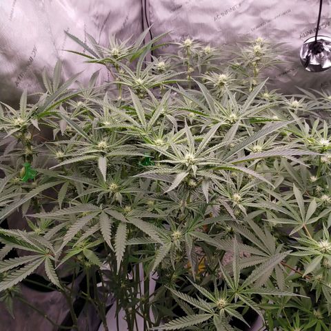 Trichome Orchards growlog timeline photo