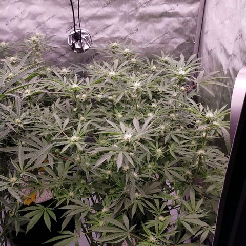 Trichome Orchards growlog timeline photo