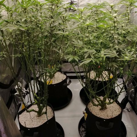 Trichome Orchards growlog timeline photo