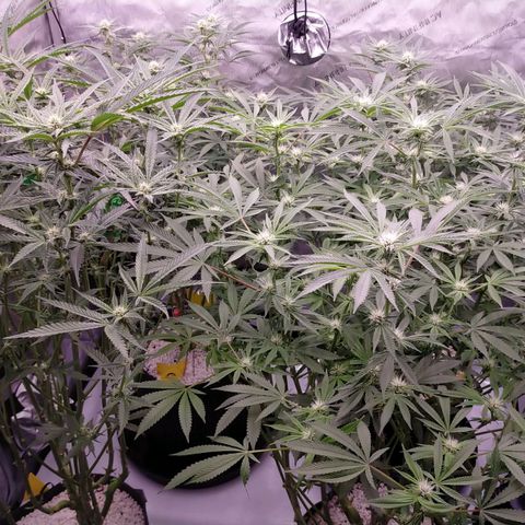 Trichome Orchards growlog timeline photo