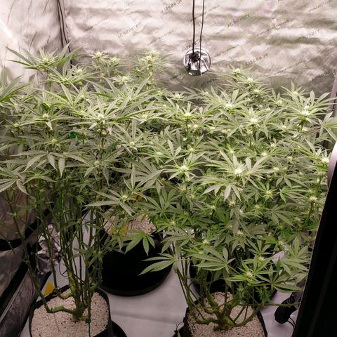 Trichome Orchards growlog timeline photo