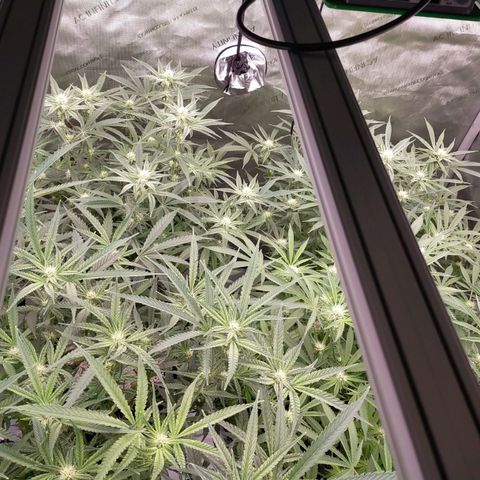 Trichome Orchards growlog timeline photo