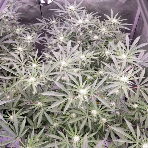 Trichome Orchards growlog timeline photo