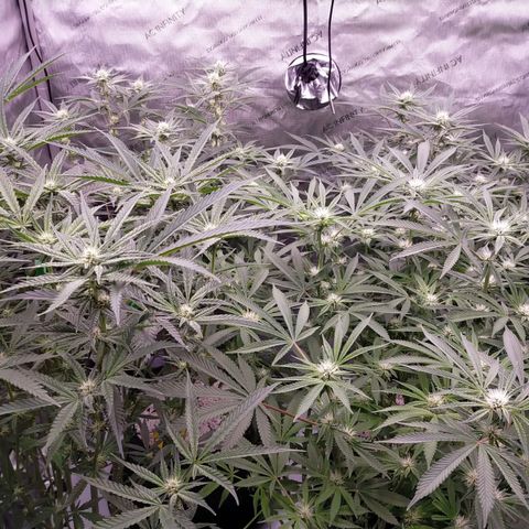 Trichome Orchards growlog timeline photo