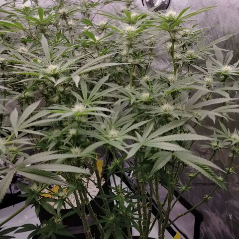 Trichome Orchards growlog timeline photo