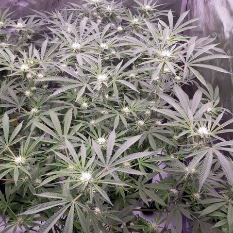 Trichome Orchards growlog timeline photo