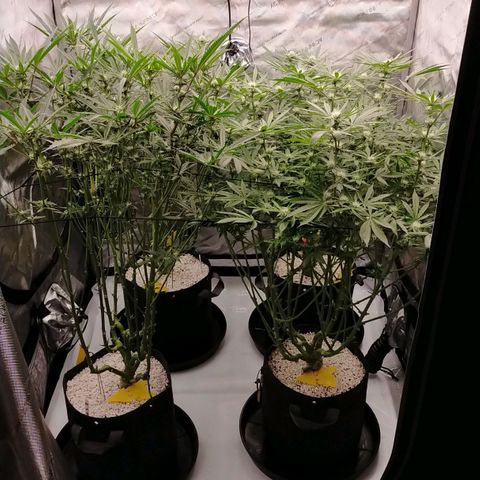 Trichome Orchards growlog timeline photo