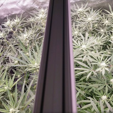 Trichome Orchards growlog timeline photo