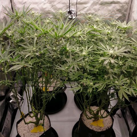 Trichome Orchards growlog timeline photo