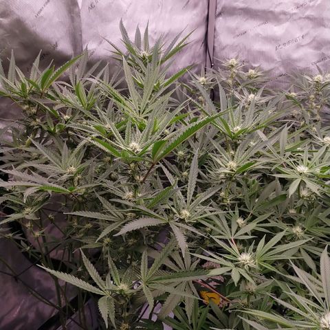 Trichome Orchards growlog timeline photo