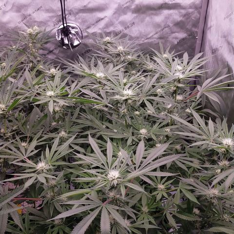 Trichome Orchards growlog timeline photo