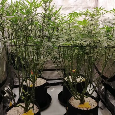 Trichome Orchards growlog timeline photo