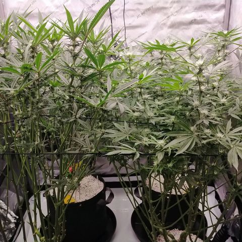 Trichome Orchards growlog timeline photo