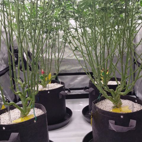 Trichome Orchards growlog timeline photo