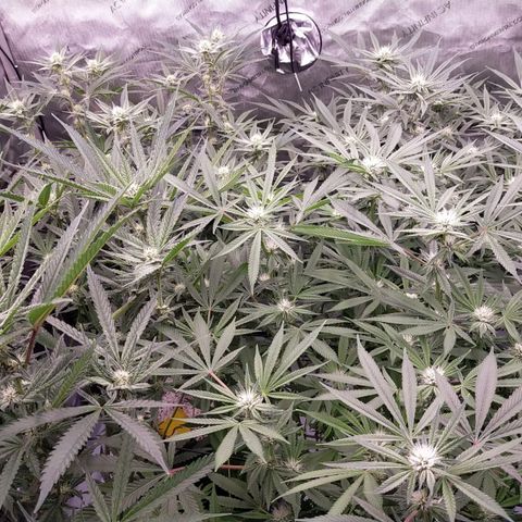 Trichome Orchards growlog timeline photo