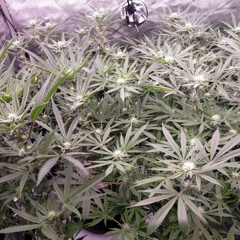 Trichome Orchards growlog timeline photo