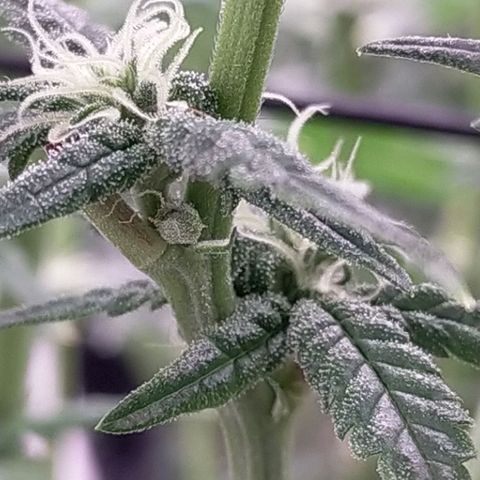 Trichome Orchards growlog timeline photo