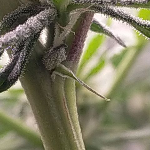 Trichome Orchards growlog timeline photo