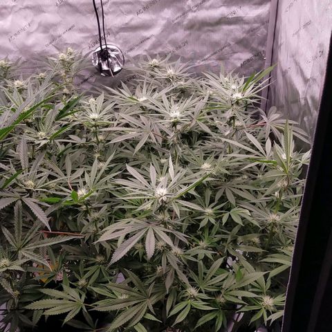 Trichome Orchards growlog timeline photo