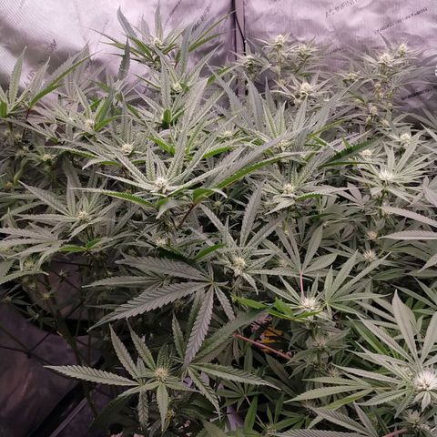 Trichome Orchards growlog timeline photo