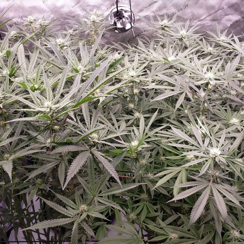 Trichome Orchards growlog timeline photo